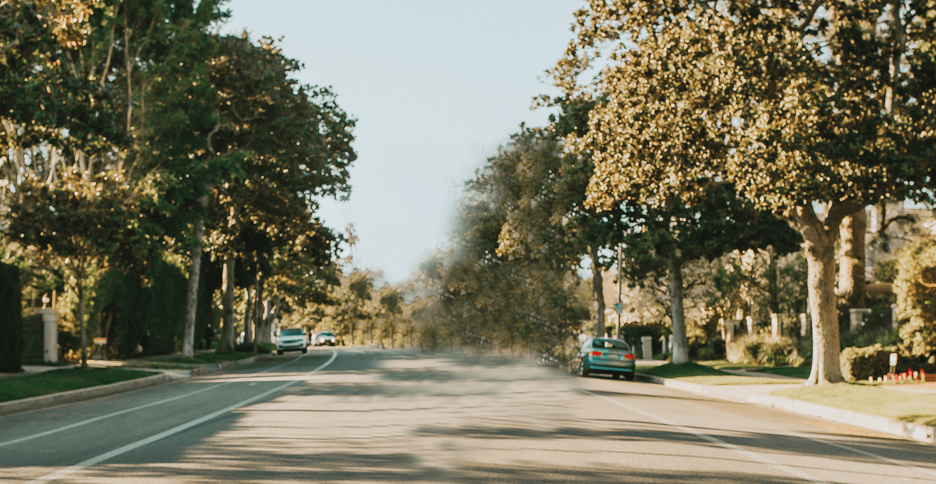 Road with trees